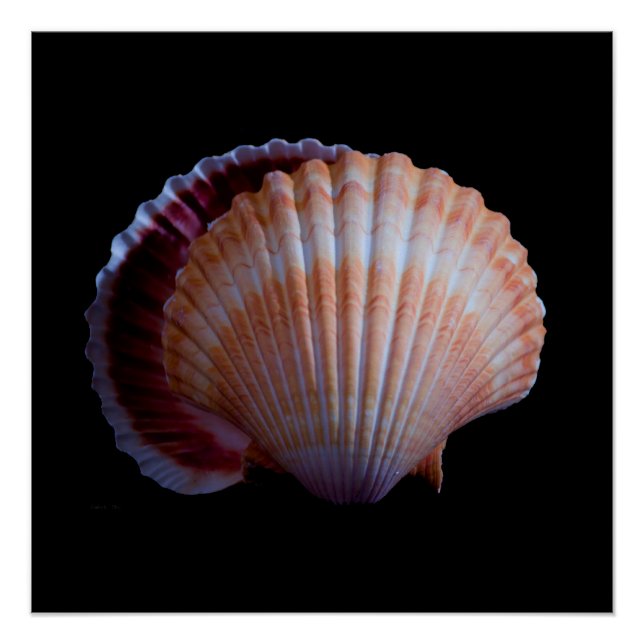 Pôster Shell Scallop (Frente)