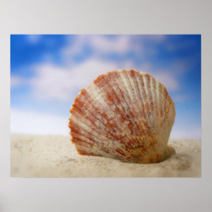 Poster Shell sustentado na areia