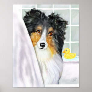 Pôster Sheltie Bath Tricolor