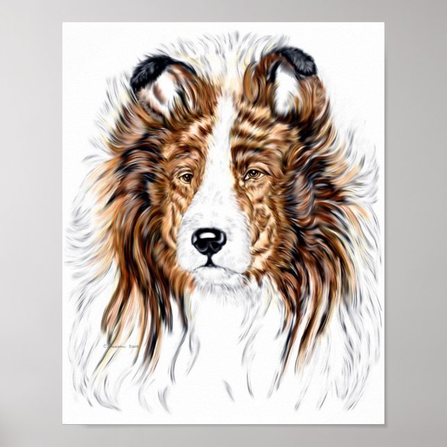 Poster Sheltie Shetland Sheepdog Bust (Frente)