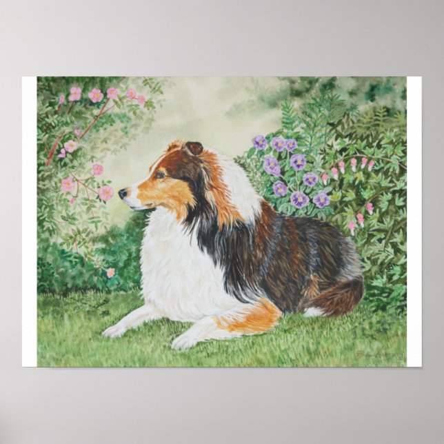 Pôster Sheltie Summer (Frente)