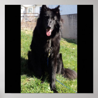 Pôster Shepherd belga também conhecido como "O Lobo Negro