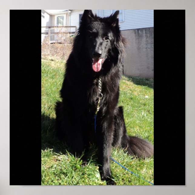 Pôster Shepherd belga também conhecido como "O Lobo Negro (Frente)