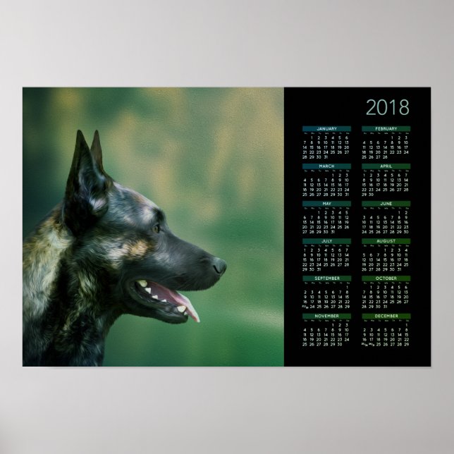 Pôster Shepherd Holandês - Calendário Holandês 2018 (Frente)