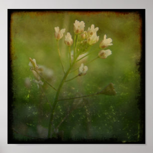 Pôster Shepherd's Purse