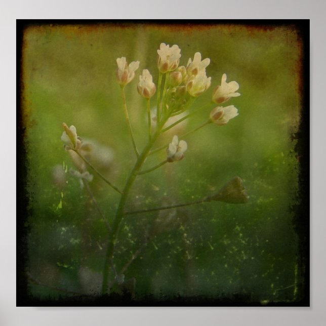 Pôster Shepherd's Purse (Frente)