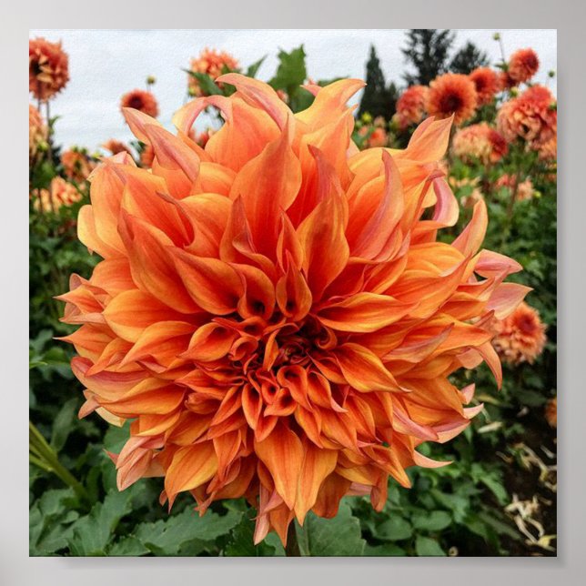 Poster Sherwood's Peach Dahlia (Frente)