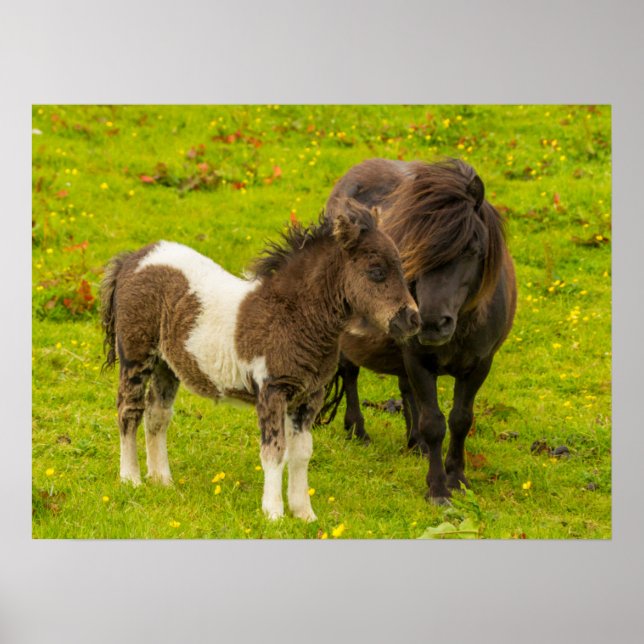 Poster Shetland Pony Madre e Filhotes (Frente)