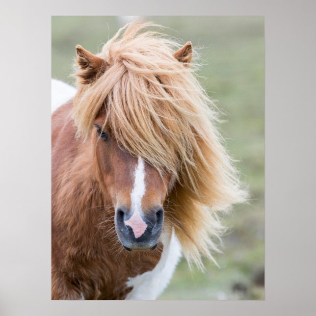 Poster Shetland Pony na ilha de Unst (Frente)