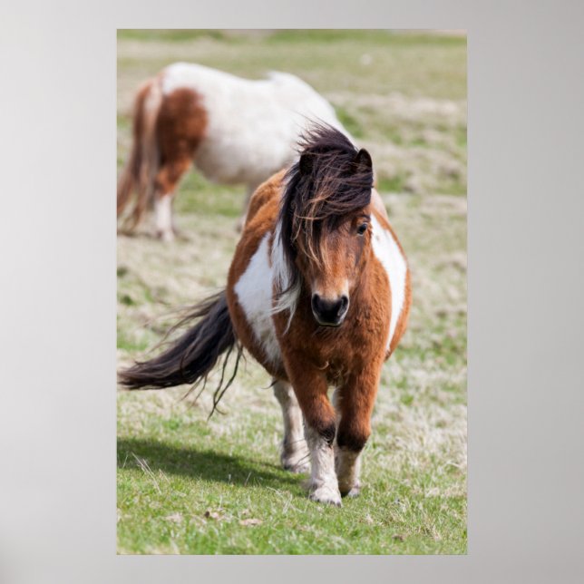 Poster Shetland Pony, Shetland Islands, Escócia (Frente)