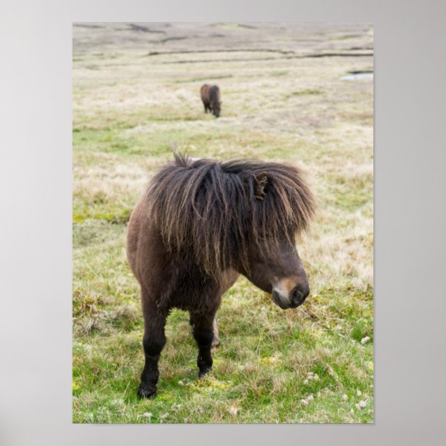 Poster Shetland Pony, Shetland Islands, Escócia 3 (Frente)