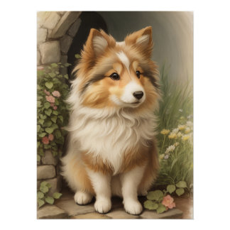 Pôster Shetland Sheepdog