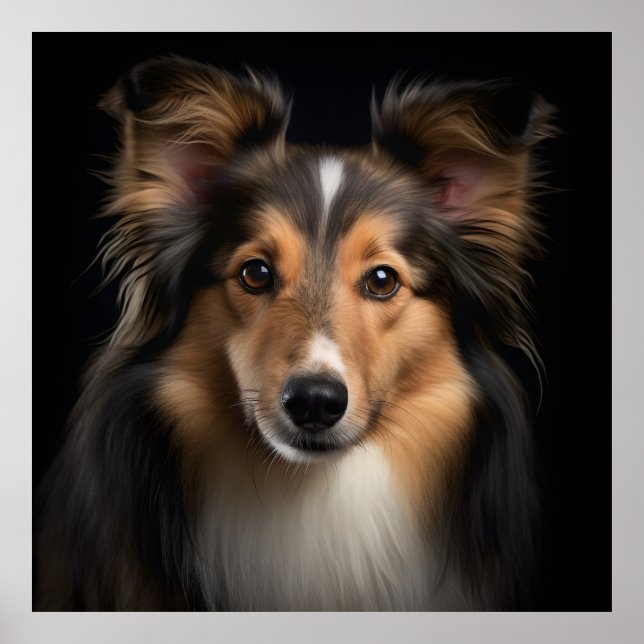 Poster Shetland Sheepdog (Frente)