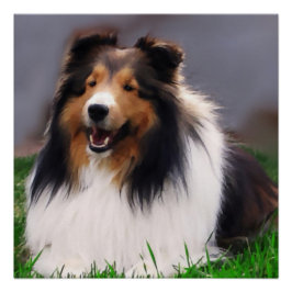 Pôster Shetland Sheepdog Art