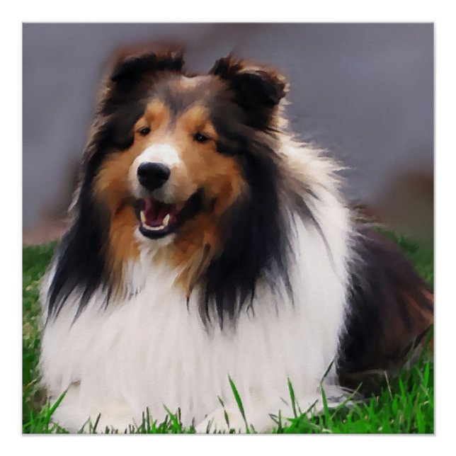 Pôster Shetland Sheepdog Art (Frente)