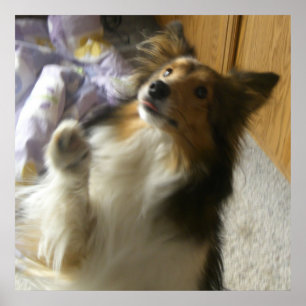 Poster Shetland Sheepdog Pedindo