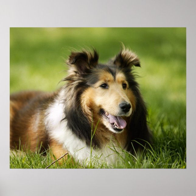 Pôster Shetland Sheepdog sentado na relva (Frente)