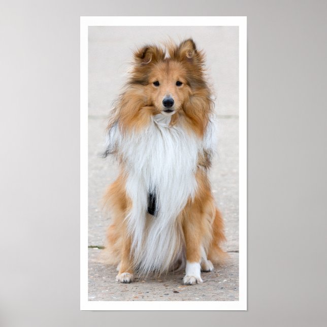 Pôster Shetland Sheepdog Sitting (Frente)