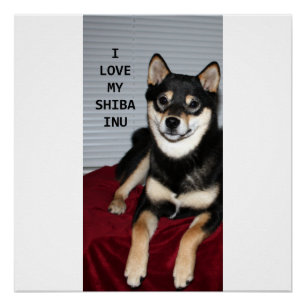 Pôster shiba cheio preto e bronzeado amor