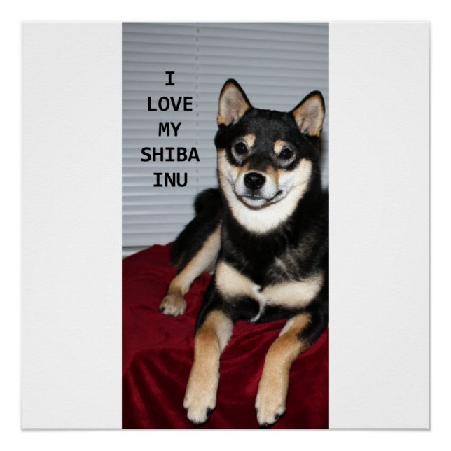Pôster shiba cheio preto e bronzeado amor w pic (Frente)