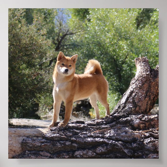 Poster Shiba Inu (Frente)