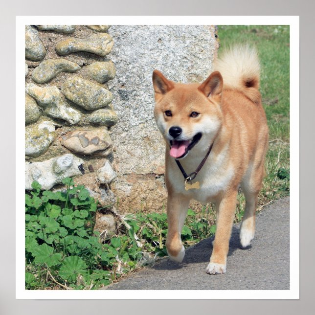 Pôster Shiba Inu Walking (Frente)