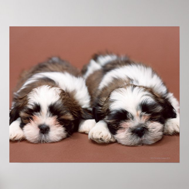 Poster Shih Tzu (Frente)
