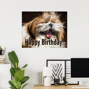 Poster Shih tzu bocejando rindo engraçado Feliz aniversár
