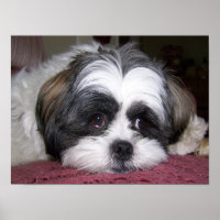Shih Tzu Dog