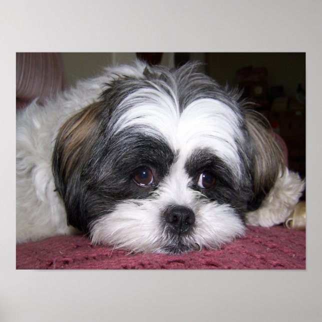 Pôster Shih Tzu Dog (Frente)