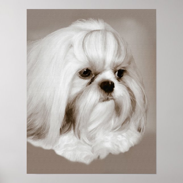 Poster Shih Tzu Dog Portrait (Frente)