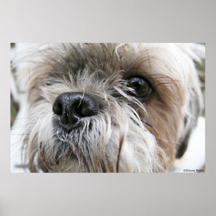 Poster Shih Tzu Face
