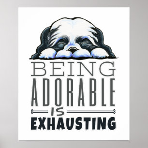 Pôster Shih Tzu que é adorável
