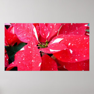 Poster Shimmer Star Surprise Poinsettia Foliday Floral
