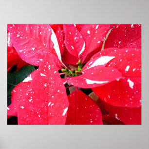 Poster Shimmer Star Surprise Poinsettia Foliday Floral