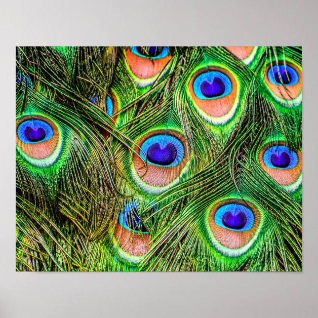 Poster Shimmering Peacock Feathers (Frente)