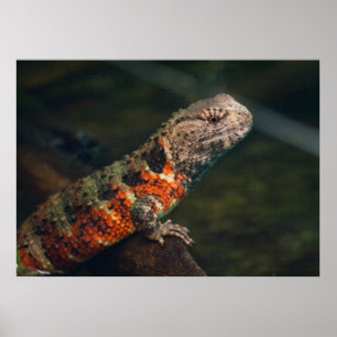 Poster Shinisaurus crocodilurus