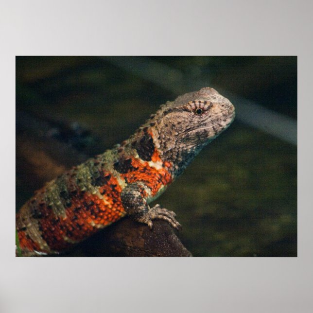 Poster Shinisaurus crocodilurus (Frente)
