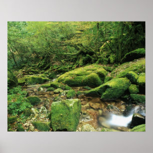 Pôster Shiratani Unsuikyo, Yakushima, Kagoshima, Japão