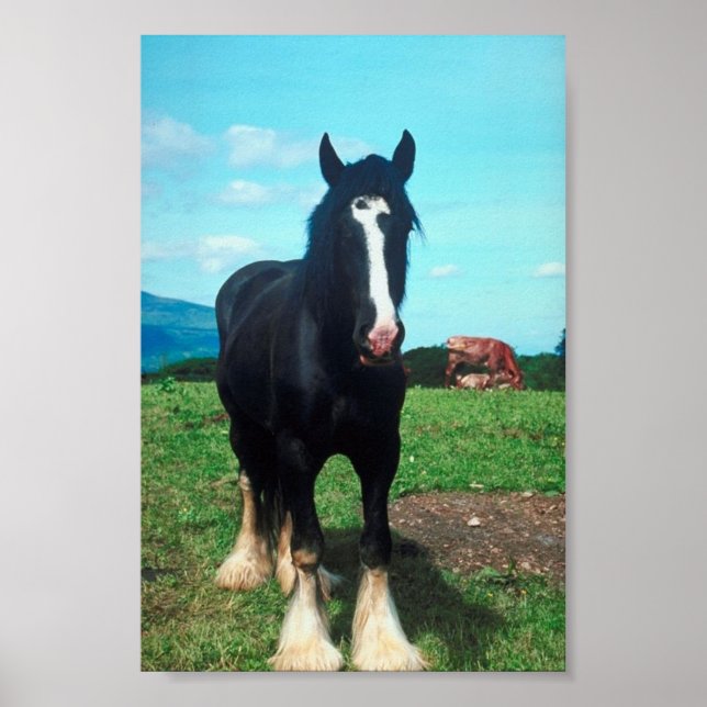 Pôster Shire Permanente (Frente)