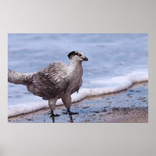 Poster Shorebird Archaeopteryx