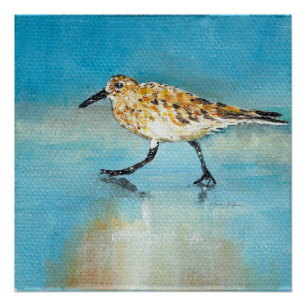 Pôster Shorebird do borrelho lustroso
