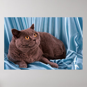 Pôster Shorthair britânico, azul