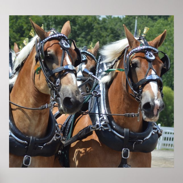 Pôster Show de Cavalos Condutores de Carruagems de Hill W (Frente)