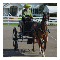 Show de Cavalos Condutores de Carruagems de Hill W