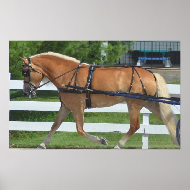 Poster Show de Cavalos Condutores de Carruagems de Hill W (Frente)