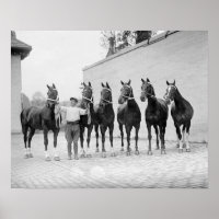 Show Horses, 1912. Vintage Photo