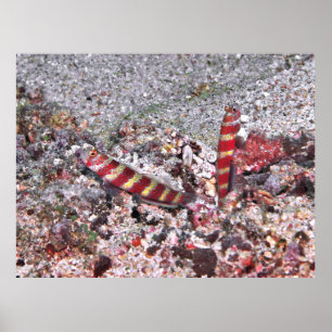 Poster Shrimp Goby Duo