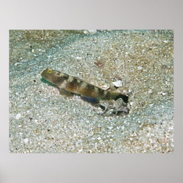 Poster Shrimp Goby e Shrimp (Frente)
