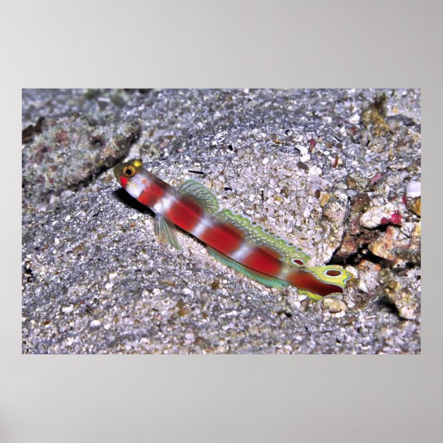 Poster Shrimp Goby-Maldives (Frente)